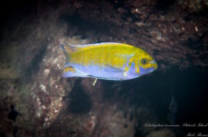 Labeotropheus trewavasae 'Chitande Island'